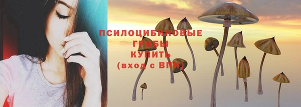 ГАЛЛЮЦИНОГЕННЫЕ ГРИБЫ Новозыбков