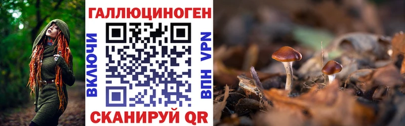 где купить наркоту  Полярный  Псилоцибиновые грибы GOLDEN TEACHER 